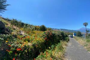 Land - La Matanza de Acentejo (3)