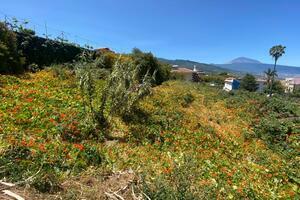 Land - La Matanza de Acentejo (0)