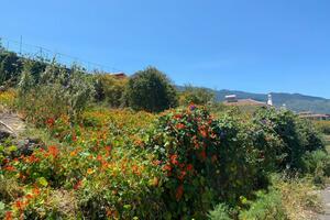 Land - La Matanza de Acentejo (1)