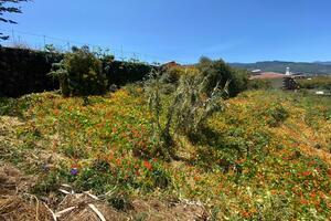 Land - La Matanza de Acentejo (2)