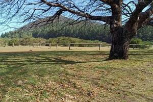 Estate - La Matanza de Acentejo (0)